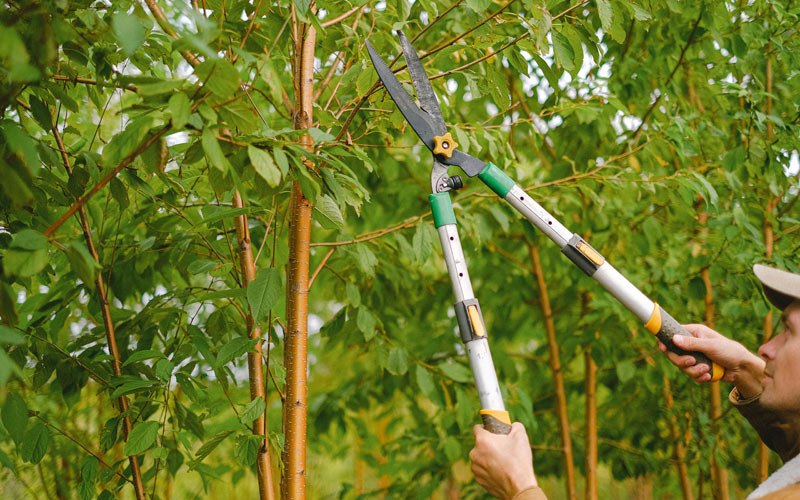 Tree trimming in Hartford, WI